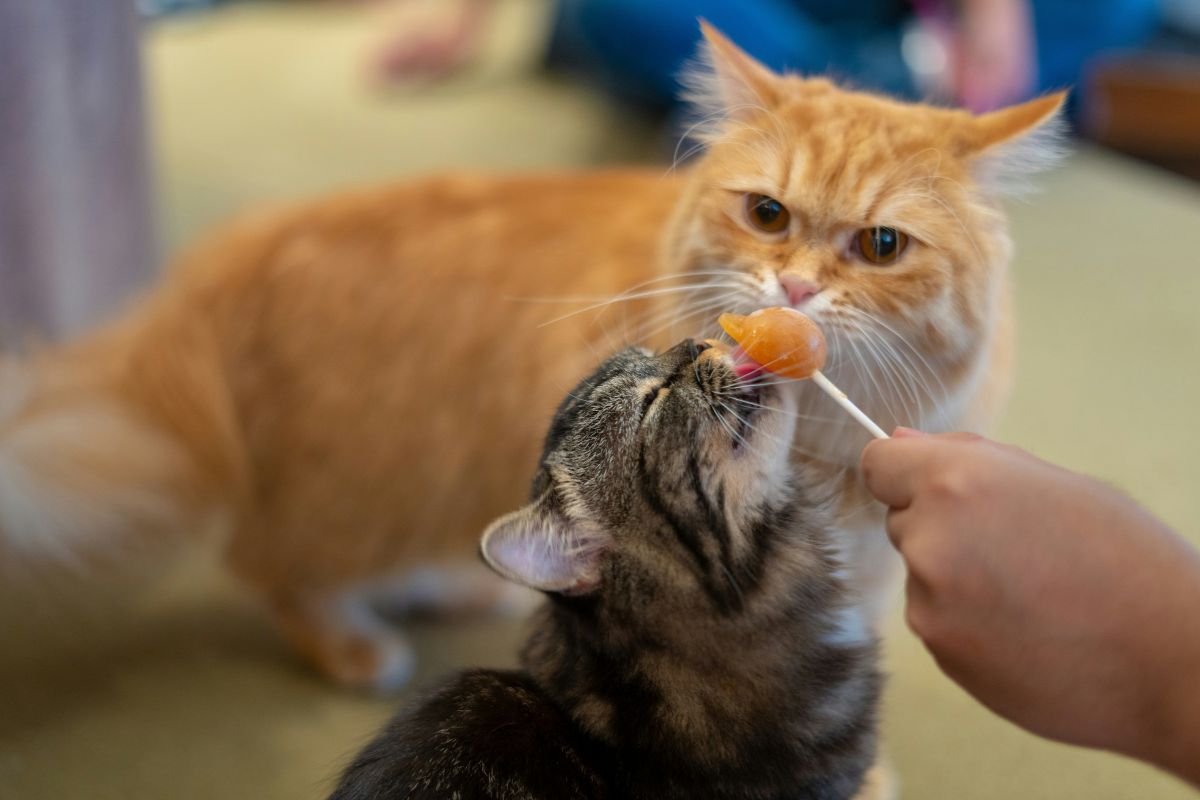 10 aliments toxiques pour les chats : dangers, symptômes et réflexes à connaître - Muzo