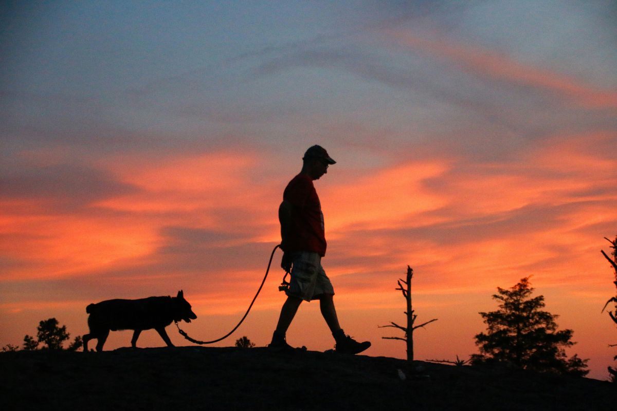 A quelle heure sortir son chien le soir ? Quand et combien de fois promener votre chien - Muzo