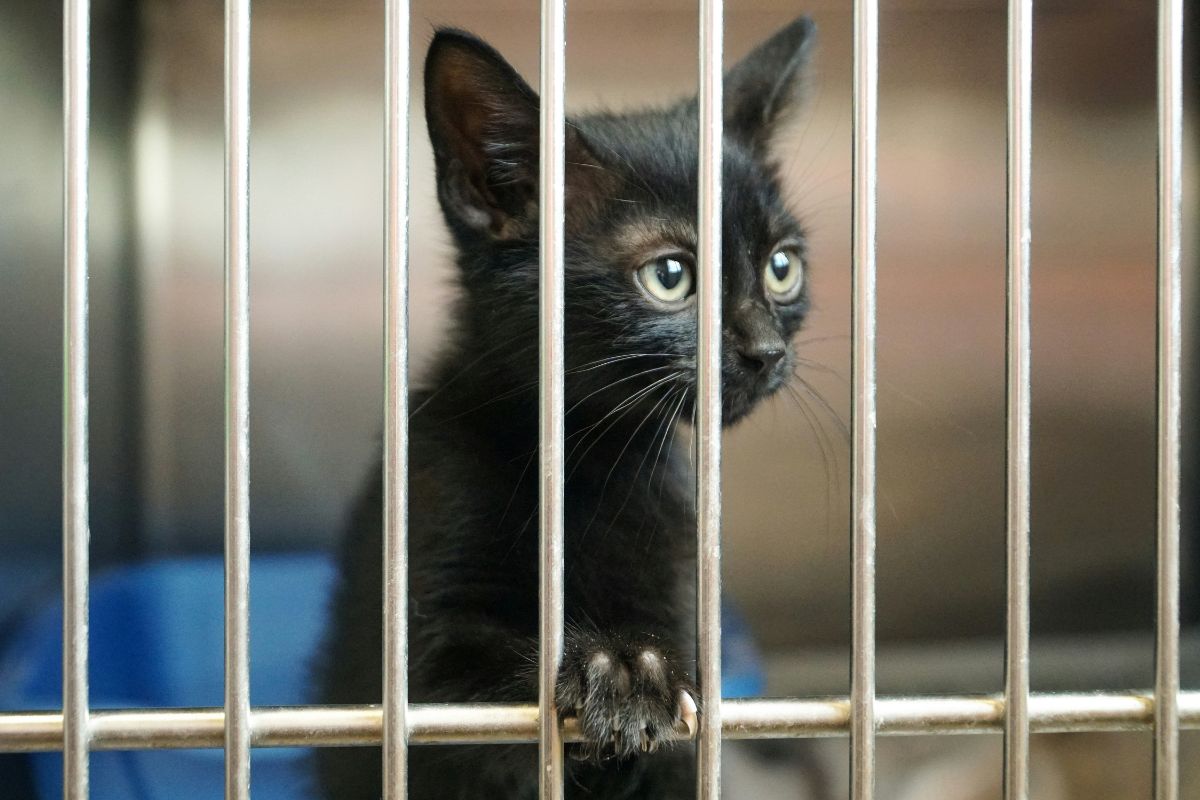 Adopter un chat : tout savoir pour une adoption réussie - Muzo