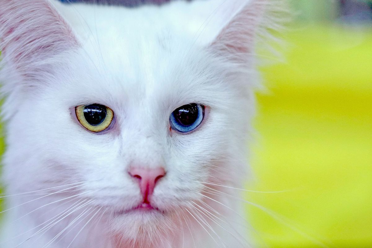 Angora turc : caractère, entretien et conseils pour bien s’en occuper - Muzo