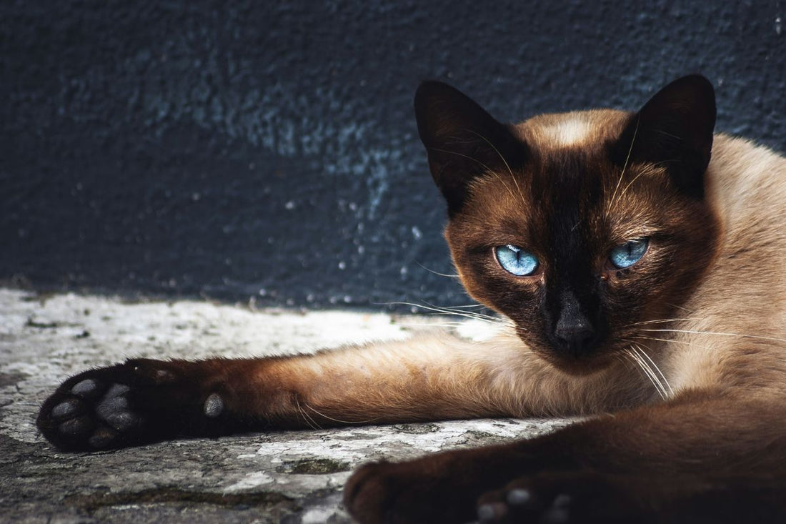 Balinais prix : combien coûte ce chat élégant et affectueux ? - Muzo