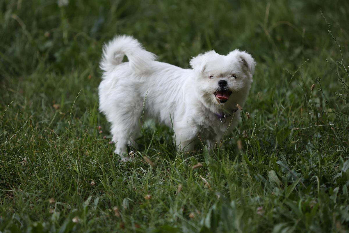 Bichon maltais nain prix : caractère, soins et santé du chiot - Muzo