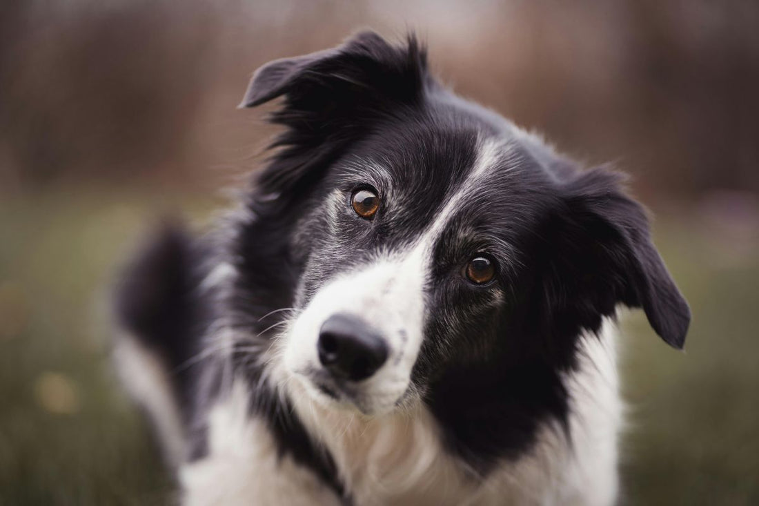 Border collie prix, budget, caractère et où trouver un élevage - Muzo