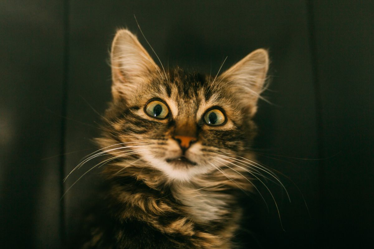 Chat de gouttière : tout savoir sur ce chat unique et attachant - Muzo
