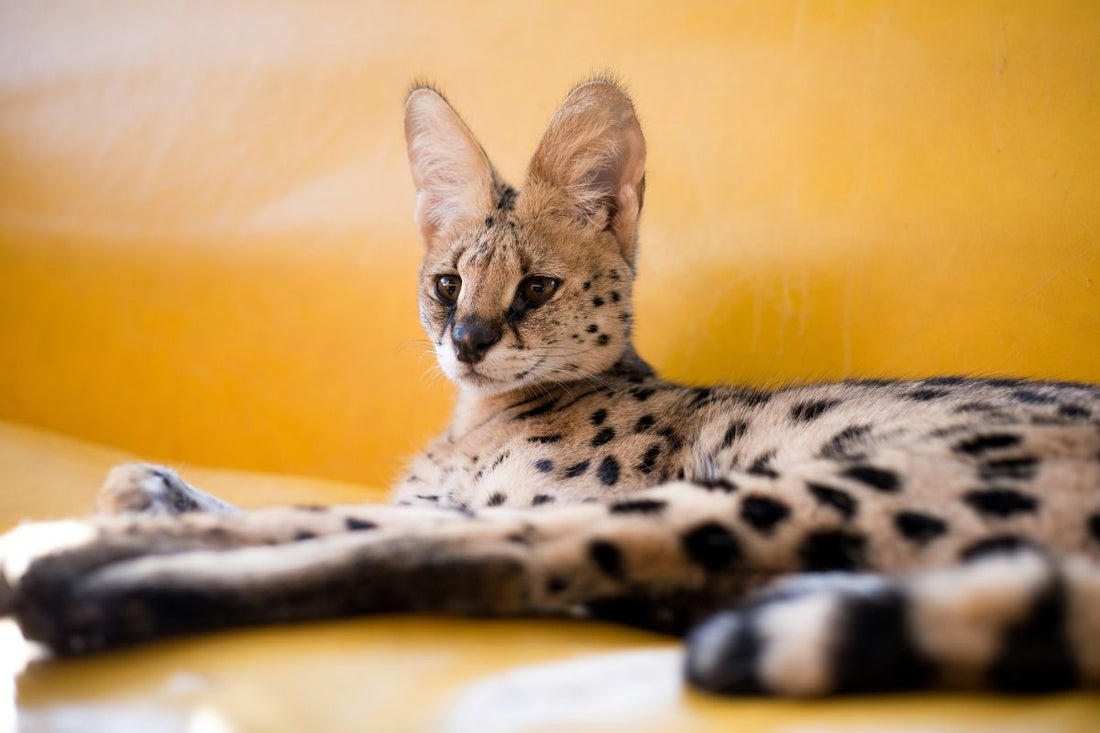Chat le plus cher du monde : quelles races atteignent des prix records - Muzo
