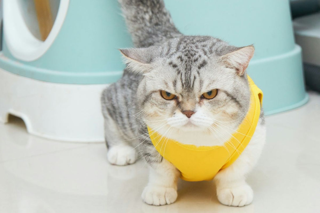 Chat le plus petit du monde : quelles sont les races les plus miniatures - Muzo