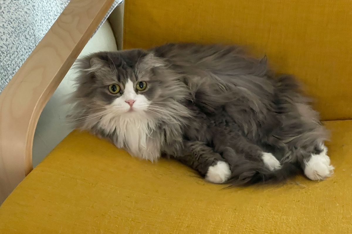 Chat norvegien taille : poids, gabarit et caractéristiques - Muzo