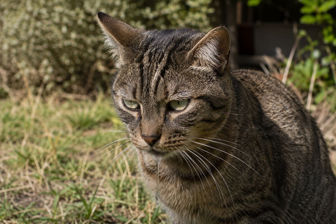 Chat qui bave : causes, signes à surveiller et solutions - Muzo