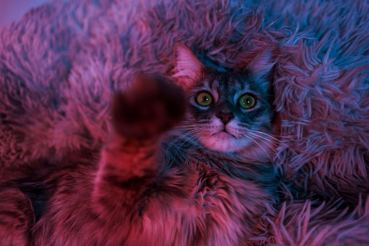Chat qui miaule la nuit : pourquoi et que faire pour y remédier ? - Muzo