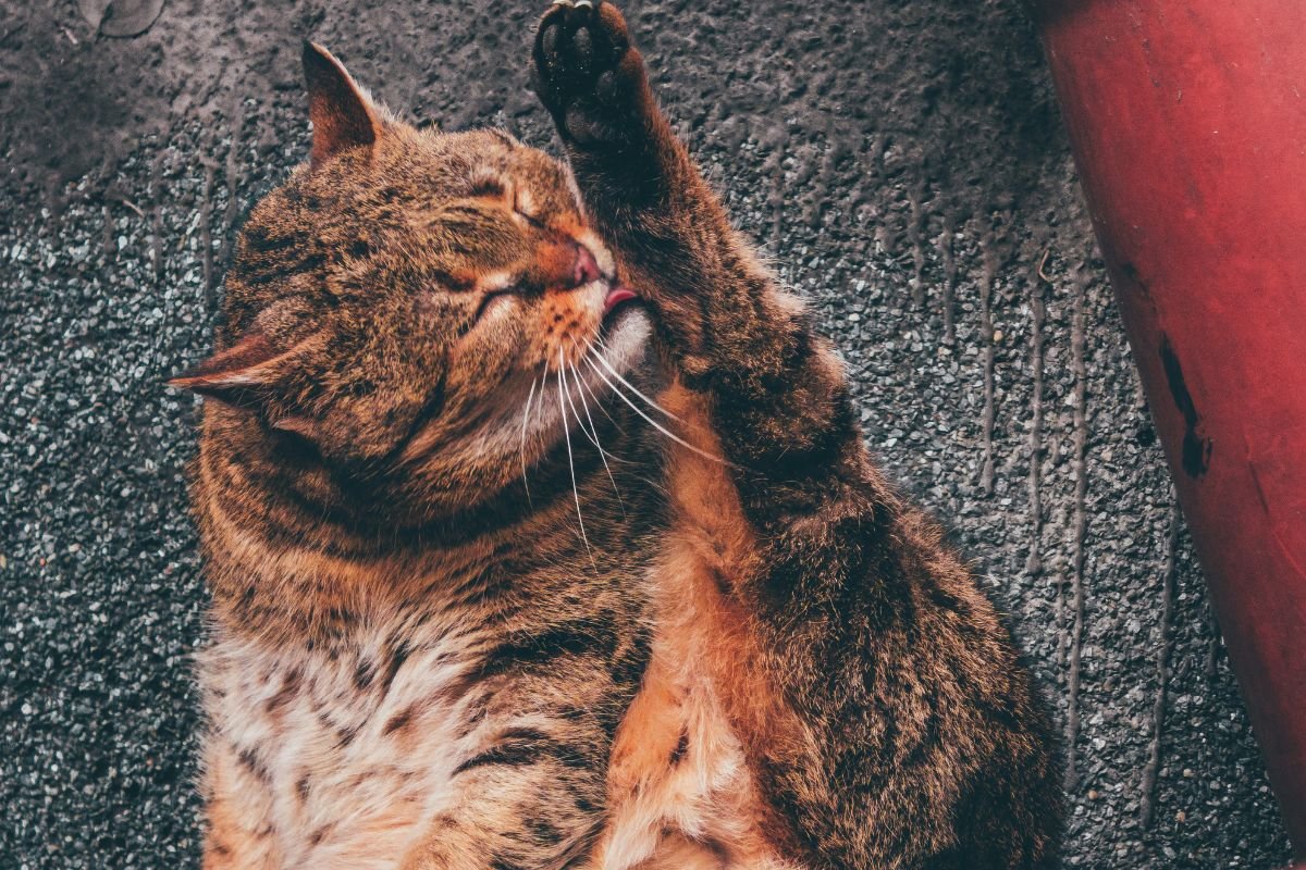 Chat qui se gratte et se lèche tout le temps : comprendre et agir vite - Muzo