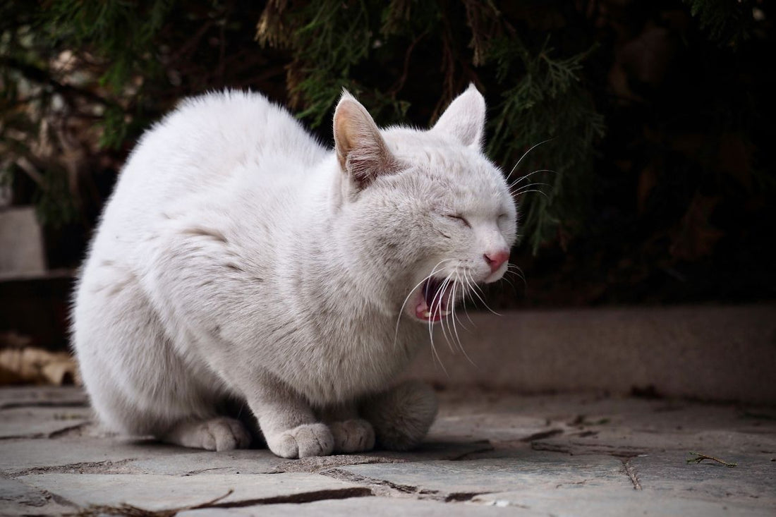 Chat vomit liquide transparent : comprendre les causes et agir rapidement - Muzo