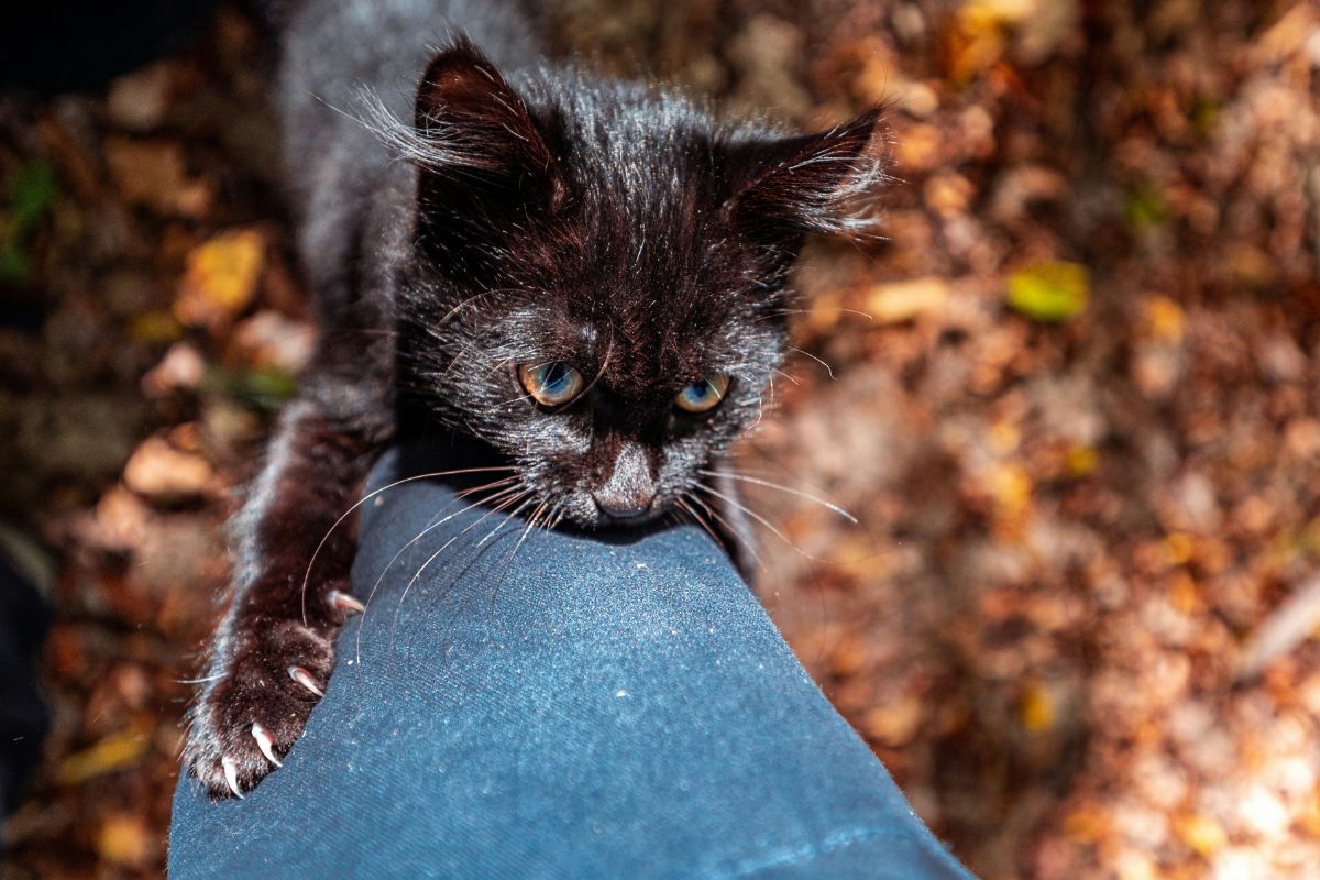 Chaton qui attaque les pieds : comprendre et corriger - Muzo