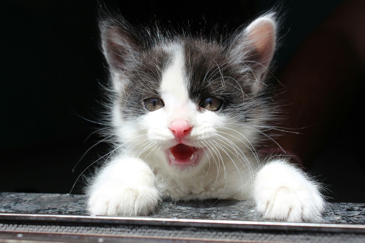 Chaton qui crache : comprendre ce comportement et le calmer efficacement - Muzo