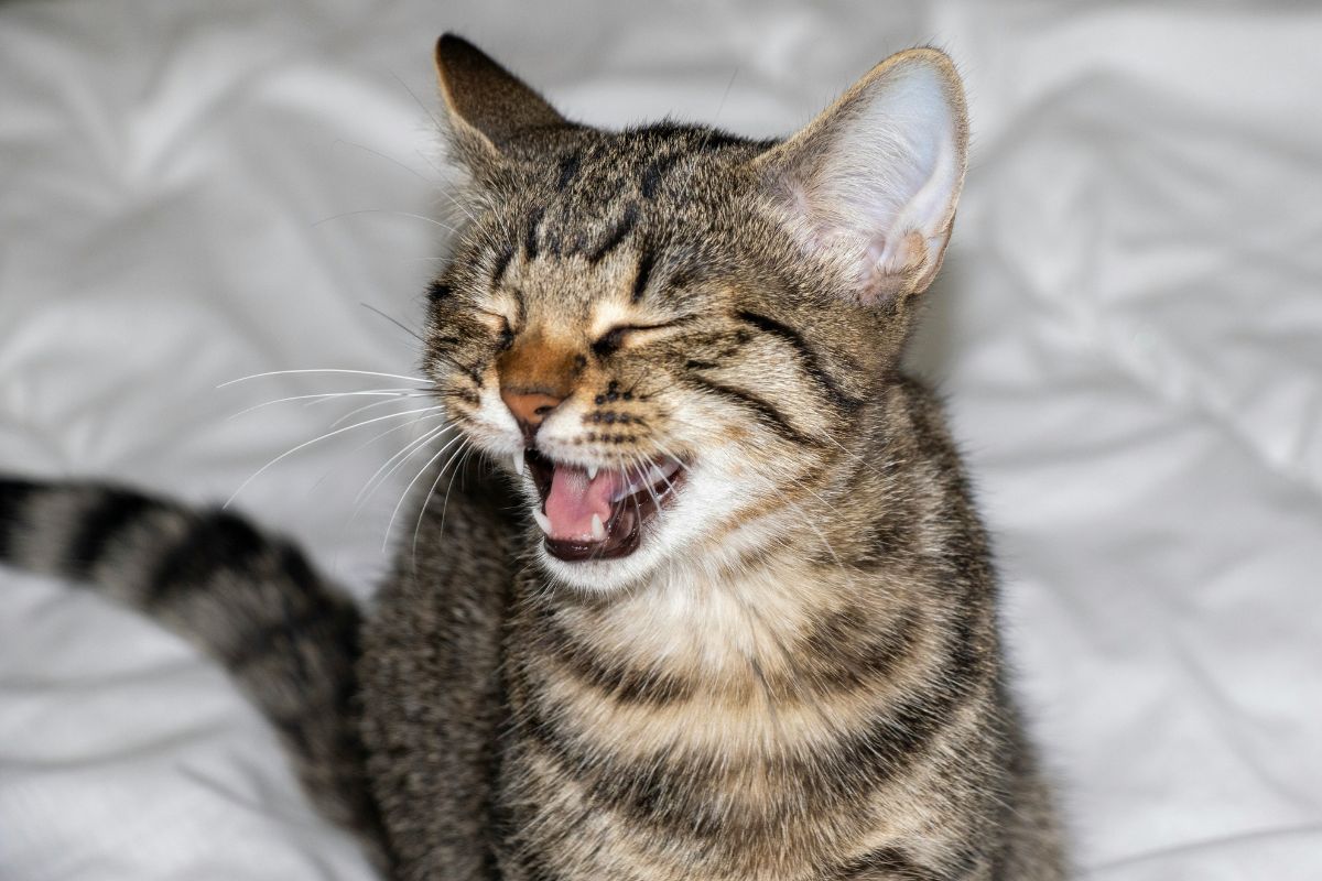 Chaton qui éternue : comprendre les causes et savoir quand agir - Muzo