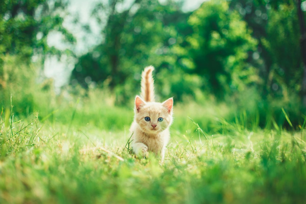 Combien coûte un chat ? Budget complet pour adoption et entretien - Muzo