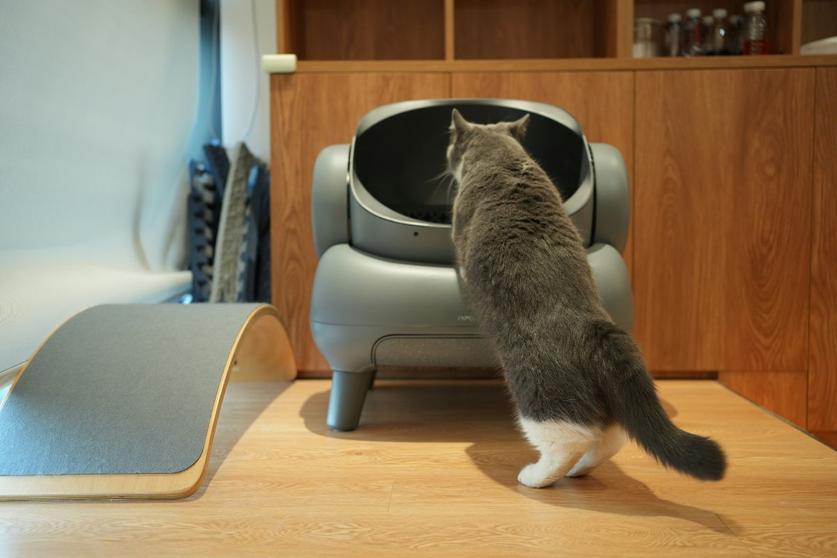 Combien de fois un chat fait pipi par jour : fréquence normale et alertes - Muzo
