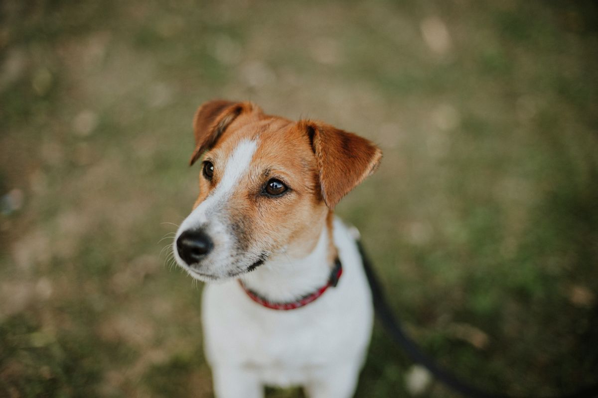 Combien de km peut marcher un Jack Russell ? - Muzo