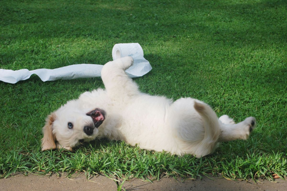 Combien de temps après manger un chien fait ses besoins : délais et conseils - Muzo
