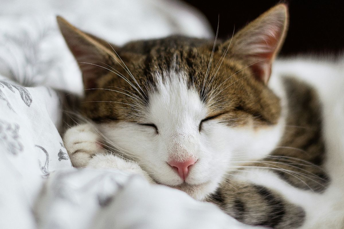Combien de temps dort un chat : comprendre son sommeil - Muzo