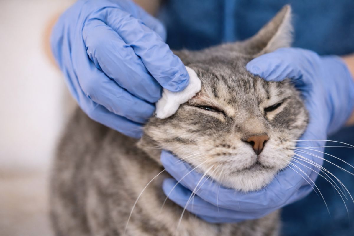 Combien de temps dure le coryza du chat : symptômes, traitement et vaccination - Muzo