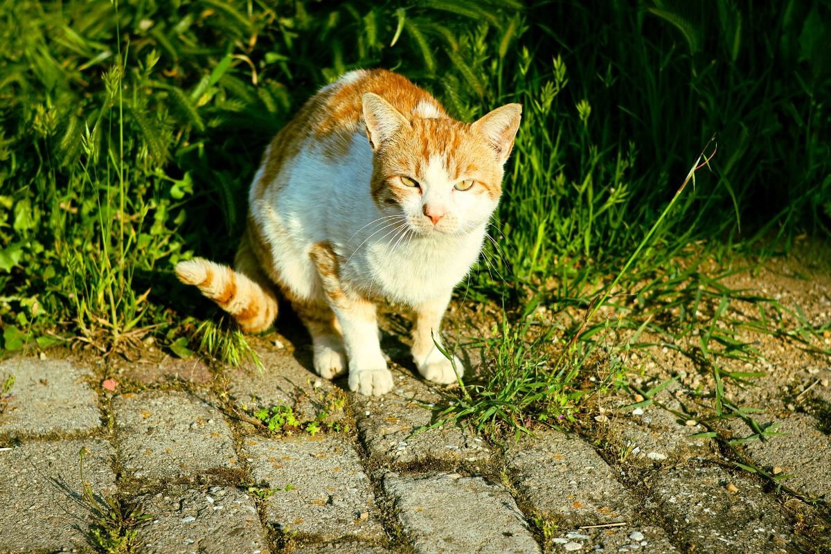 Combien de temps dure une cystite chat et comment favoriser sa guérison ? - Muzo