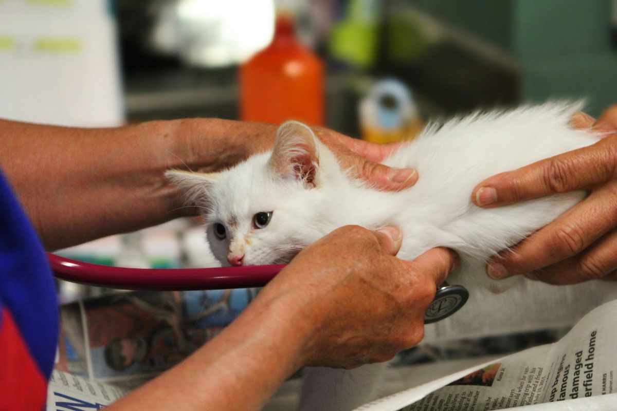 Combien de temps peut vivre un chat avec une tumeur ? Espérance de vie, traitements et conseils - Muzo