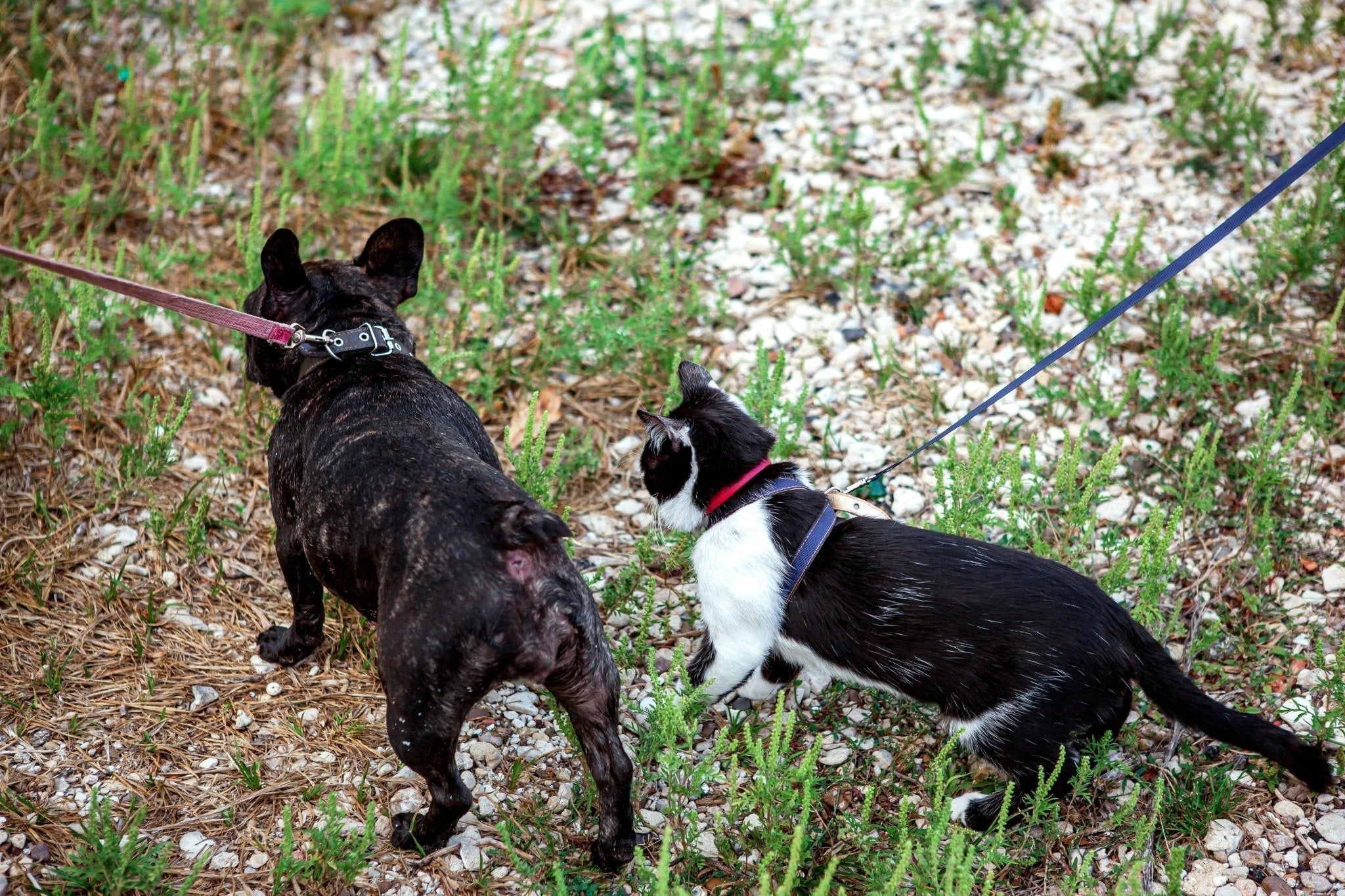 Combien de temps pour apprendre la marche en laisse : guide complet pour chiens et chats - Muzo