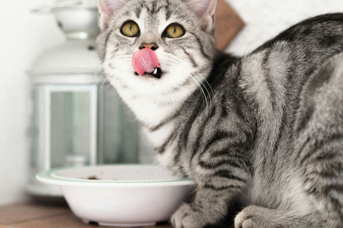 Combien de temps un chat peut rester sans manger : délais, risques et bons réflexes - Muzo