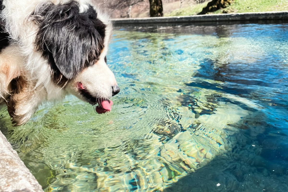 Combien de temps un chien peut rester sans boire ? - Muzo