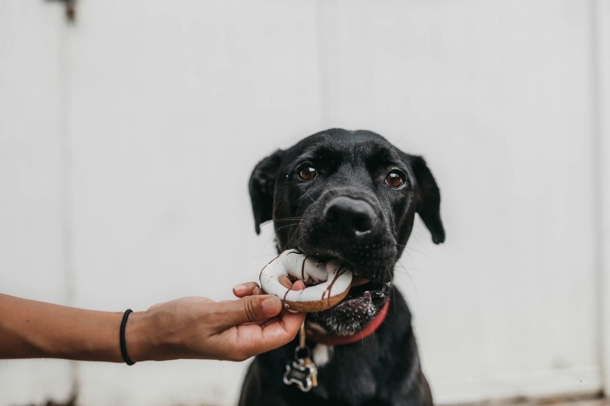 Combien de temps un chien peut rester sans manger ? Tout savoir - Muzo