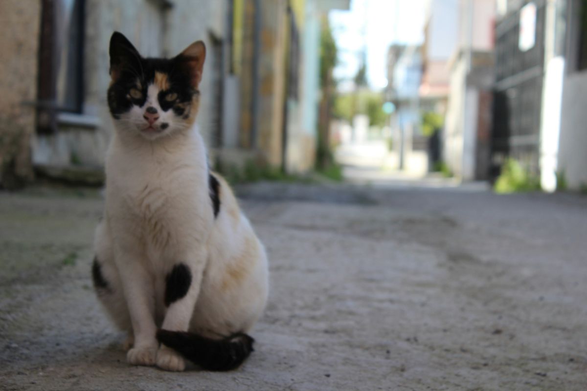 Combien de temps vie un chat de gouttière : durée de vie et conseils - Muzo