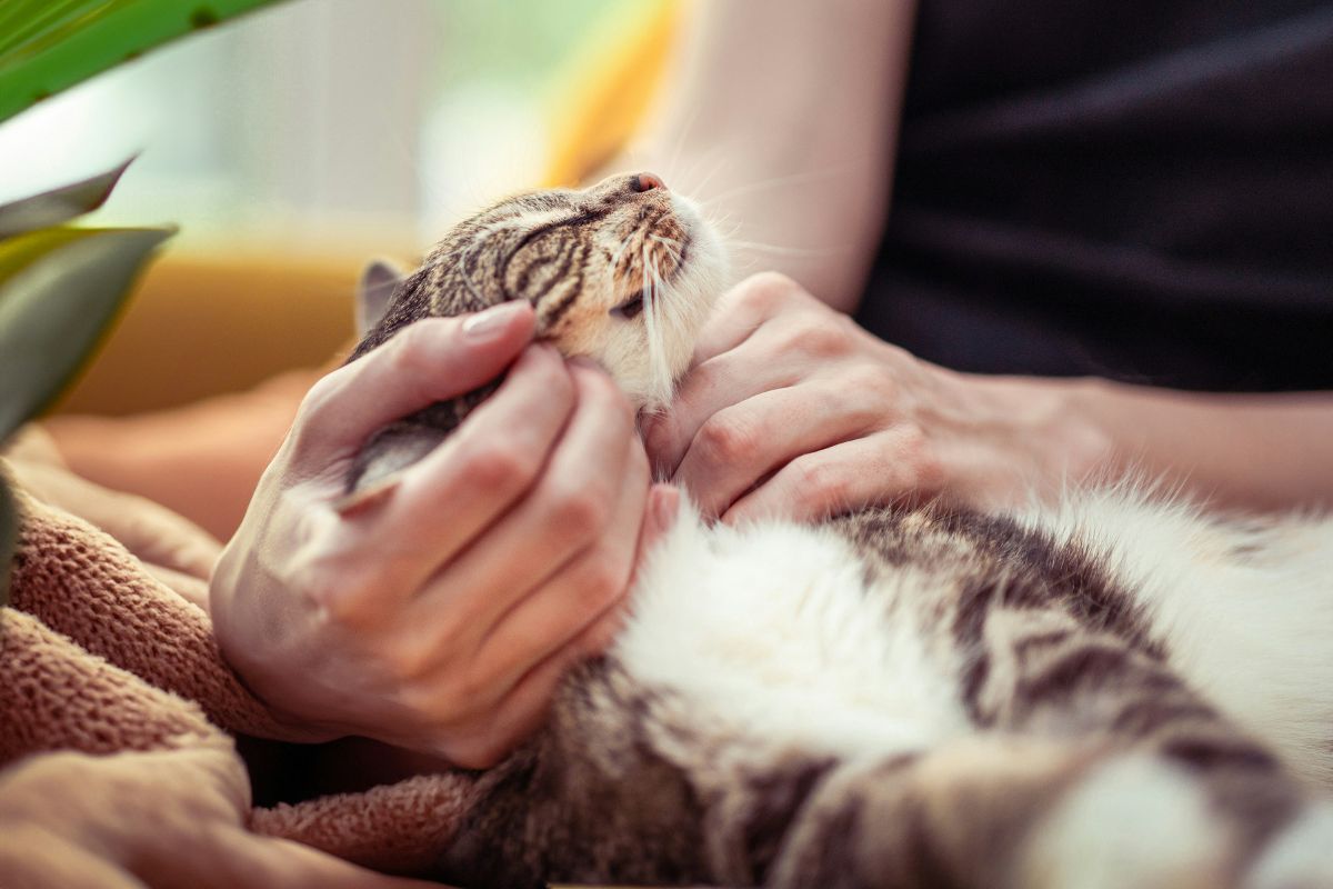Combien de vie à un chat : mythe et réalité - Muzo