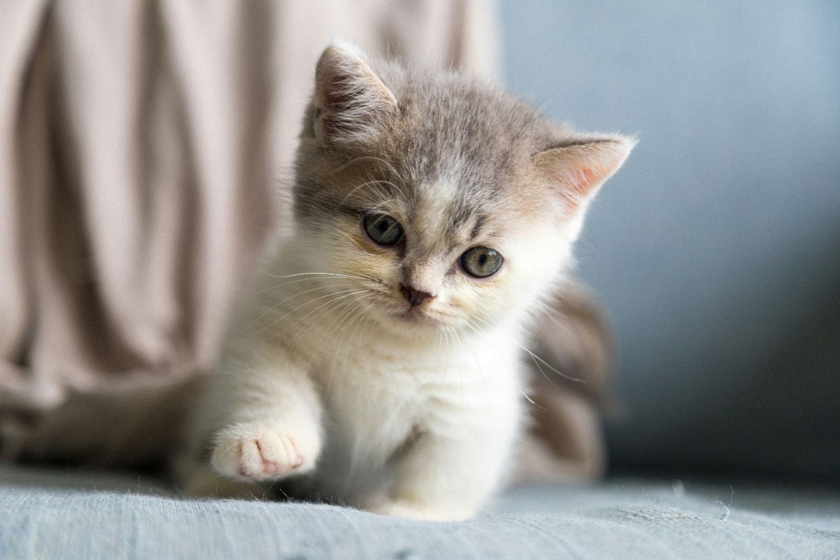 Comment apprivoiser un chaton : guide complet pour gagner sa confiance - Muzo