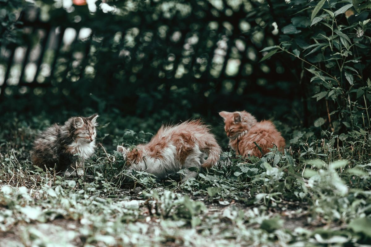 Comment attirer un chaton : méthodes douces pour gagner sa confiance - Muzo