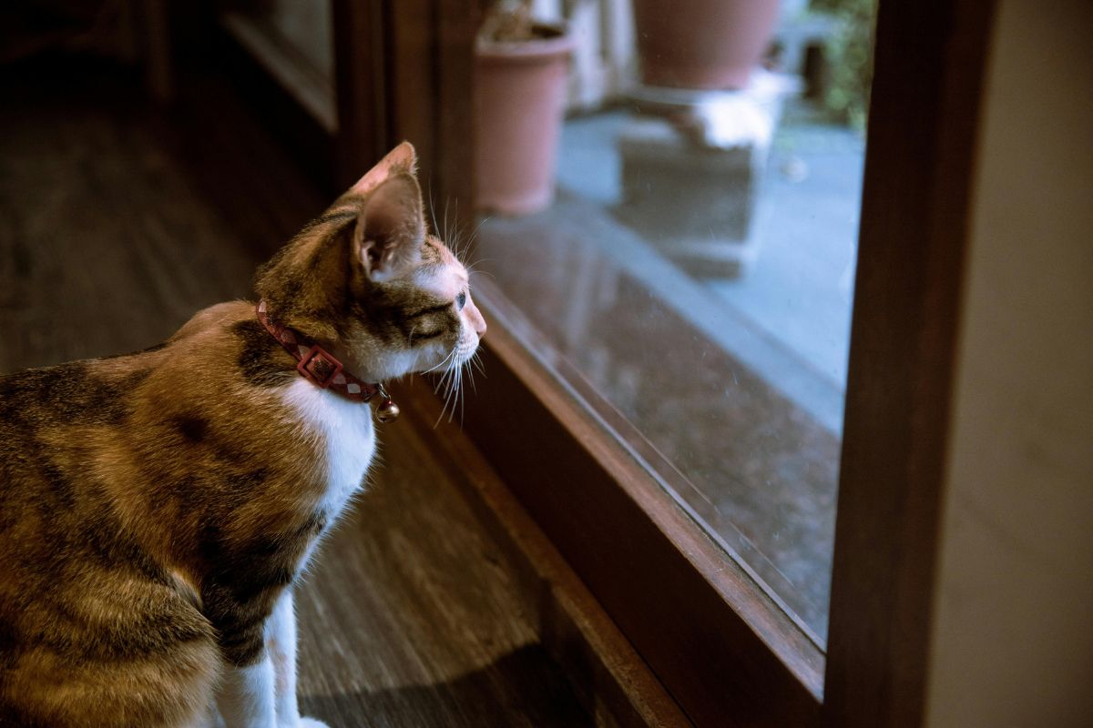 Comment calmer un chat qui veut sortir : solutions efficaces et durables - Muzo