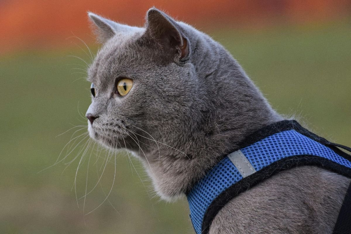 Comment choisir un harnais pour chat : guide complet et conseils utiles - Muzo
