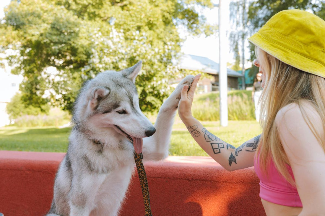 Comment dresser son chien : guide complet pour une éducation positive - Muzo