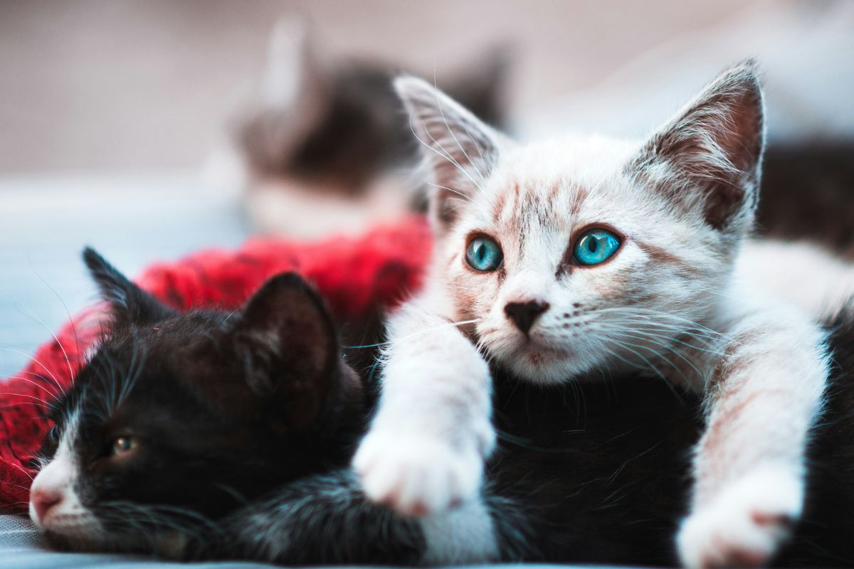 Comment dresser un chaton : les meilleures méthodes pour une éducation réussie - Muzo