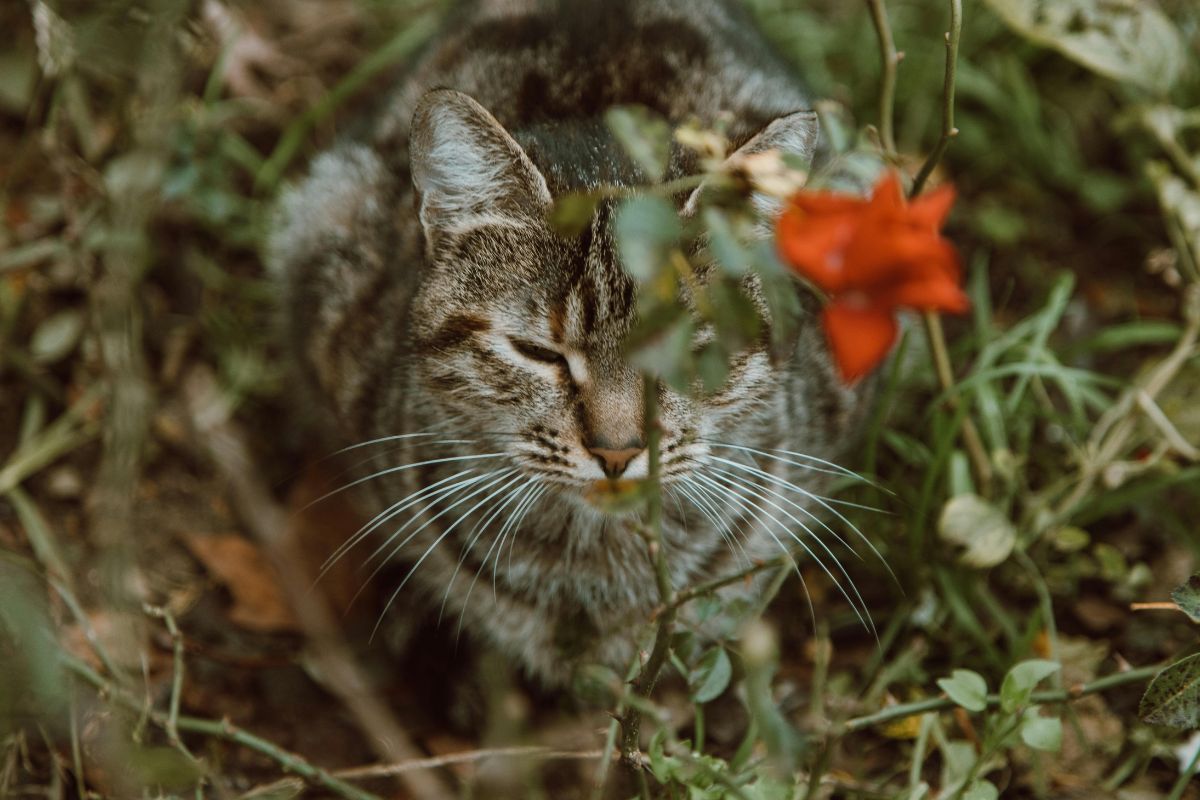 Comment enlever les puces d'un chat naturellement : remèdes efficaces - Muzo