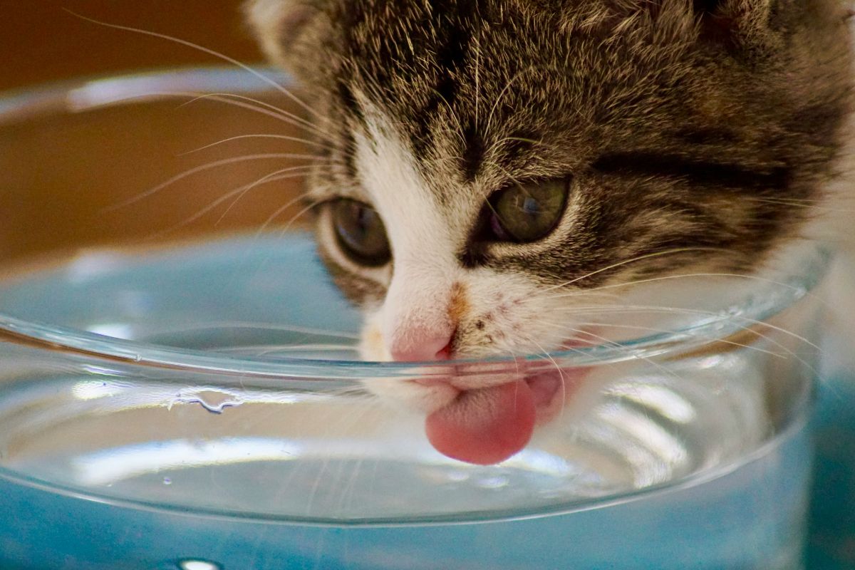 Comment faire boire un chat ? Astuces et conseils pour hydrater votre chat - Muzo
