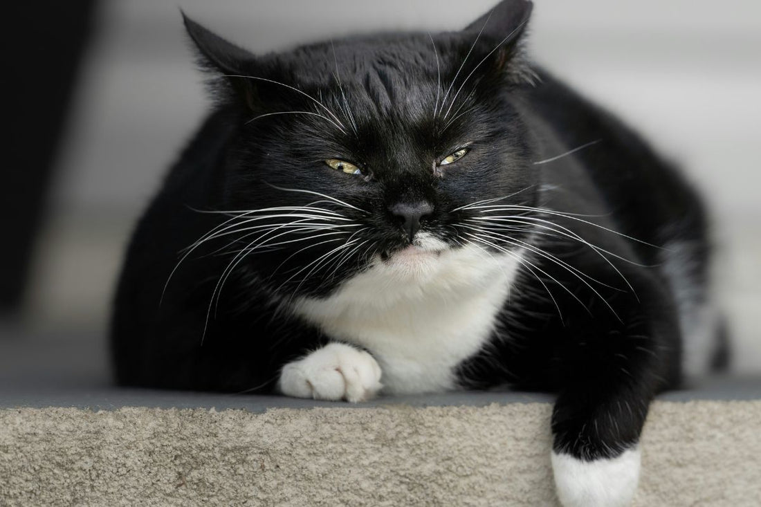 Comment faire maigrir un chat : méthodes efficaces et sans danger - Muzo