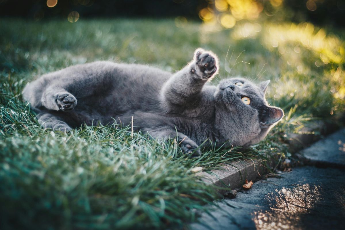 Comment faire pour que mon chat reste dans le jardin : guide complet - Muzo