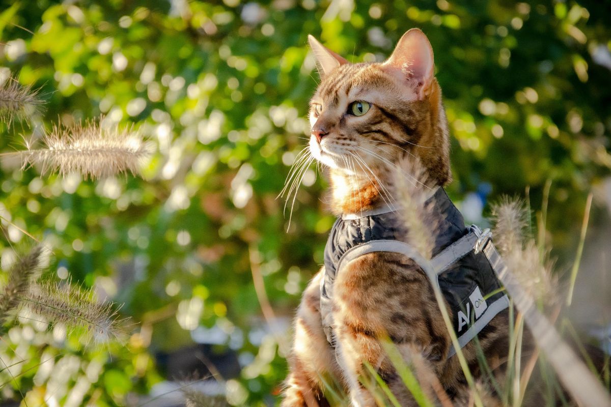 Comment habituer son chat au harnais ? - Muzo