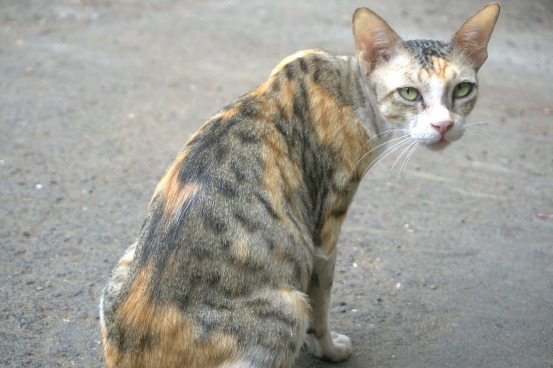 Comment meurt un chat qui ne mange plus : comprendre les signes et agir rapidement - Muzo