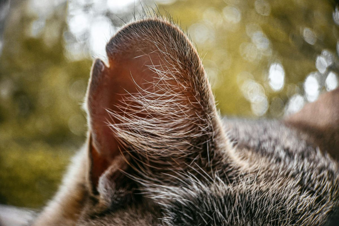 Comment nettoyer les oreilles d'un chat : les bonnes pratiques pour en prendre soin - Muzo