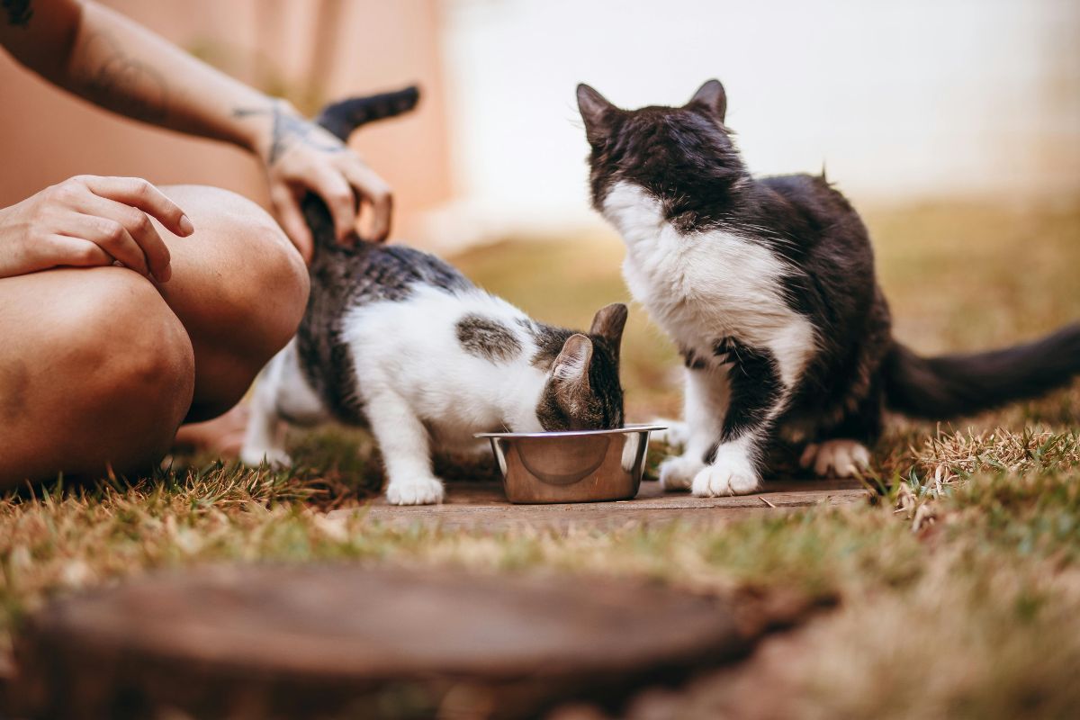 Comment nourrir un chaton : aliments essentiels pour sa croissance - Muzo