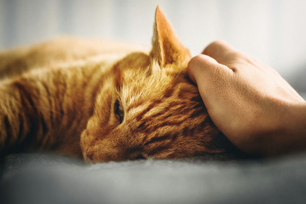 Comment savoir si mon chat a de la fièvre - Muzo