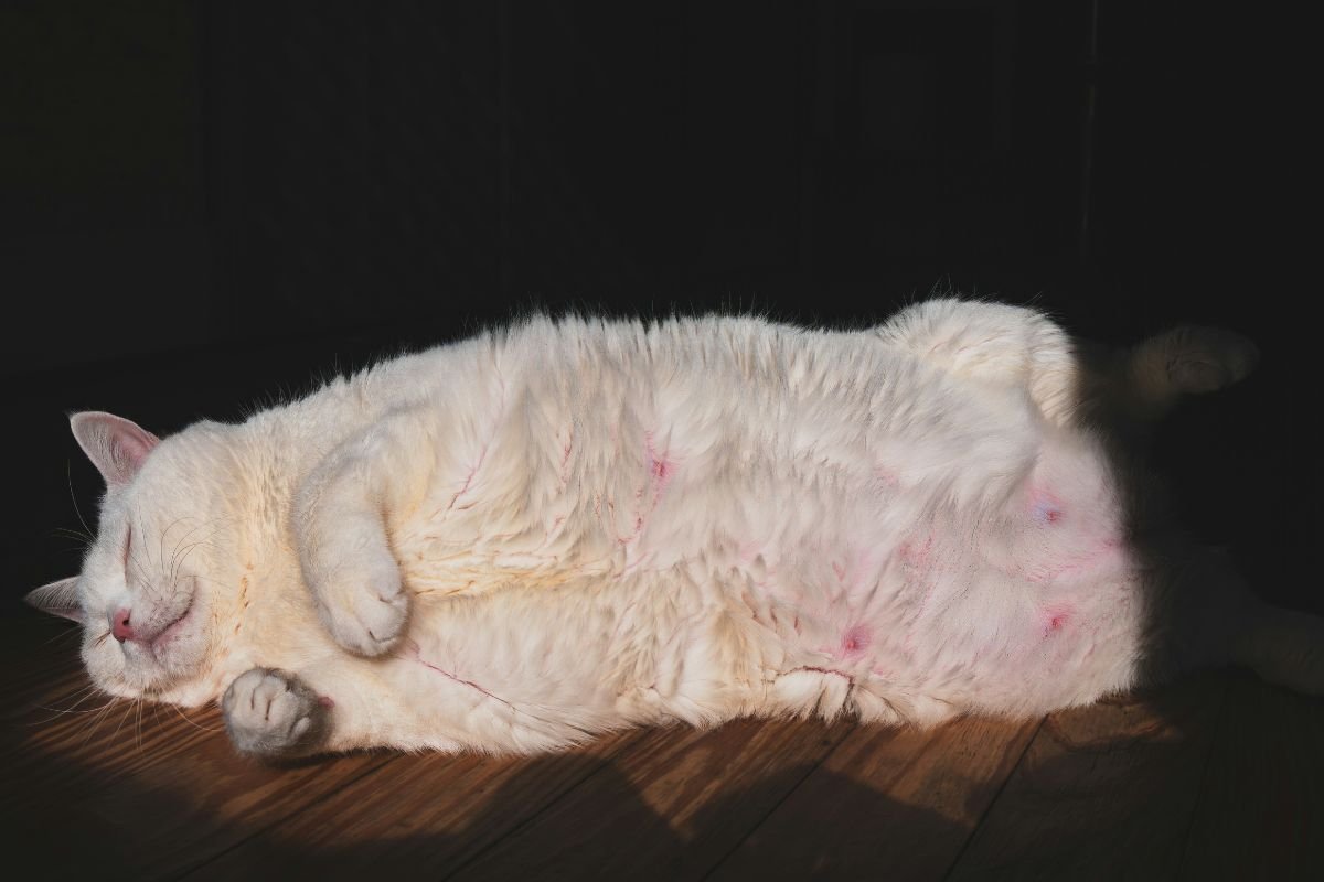 Comment savoir si mon chat est enceinte : signes et conseils - Muzo