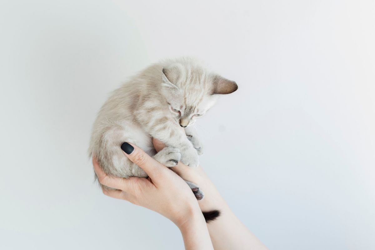 Comment savoir si mon chaton m'aime ? - Muzo