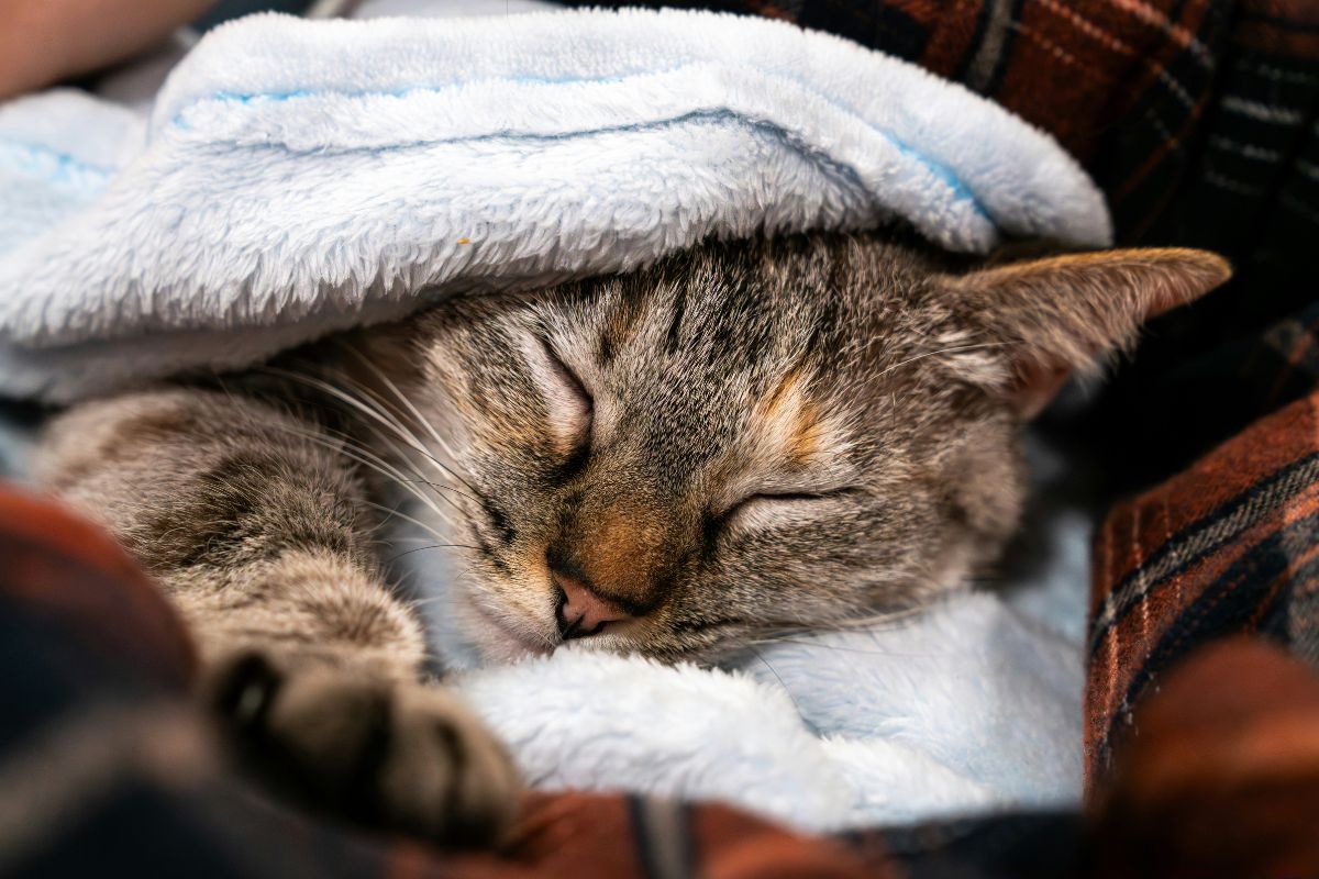 Comment savoir si un chat a de la fièvre : signes et solutions - Muzo